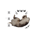 吹き出し＊猫スタンプ（個別スタンプ：21）