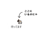 吹き出し＊猫スタンプ（個別スタンプ：23）