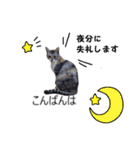 吹き出し＊猫スタンプ（個別スタンプ：25）