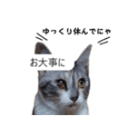 吹き出し＊猫スタンプ（個別スタンプ：26）