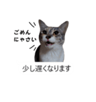 吹き出し＊猫スタンプ（個別スタンプ：27）