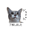吹き出し＊猫スタンプ（個別スタンプ：28）