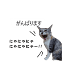 吹き出し＊猫スタンプ（個別スタンプ：29）