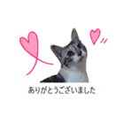 吹き出し＊猫スタンプ（個別スタンプ：30）