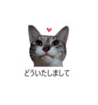 吹き出し＊猫スタンプ（個別スタンプ：31）
