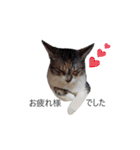吹き出し＊猫スタンプ（個別スタンプ：33）