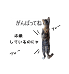 吹き出し＊猫スタンプ（個別スタンプ：34）