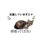 吹き出し＊猫スタンプ（個別スタンプ：35）