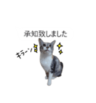 吹き出し＊猫スタンプ（個別スタンプ：36）