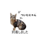 吹き出し＊猫スタンプ（個別スタンプ：37）