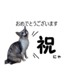 吹き出し＊猫スタンプ（個別スタンプ：38）