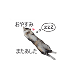 吹き出し＊猫スタンプ（個別スタンプ：39）