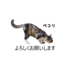 吹き出し＊猫スタンプ（個別スタンプ：40）