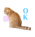 ねっこー！！（個別スタンプ：1）