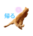 ねっこー！！（個別スタンプ：2）