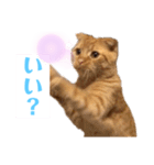 ねっこー！！（個別スタンプ：3）