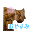 ねっこー！！（個別スタンプ：4）