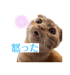 ねっこー！！（個別スタンプ：5）
