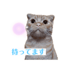 ねっこー！！（個別スタンプ：8）