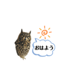 かわいいふくろう（個別スタンプ：1）