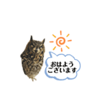 かわいいふくろう（個別スタンプ：2）
