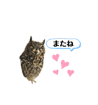 かわいいふくろう（個別スタンプ：3）