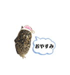 かわいいふくろう（個別スタンプ：4）