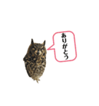 かわいいふくろう（個別スタンプ：5）