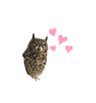 かわいいふくろう（個別スタンプ：8）
