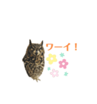 かわいいふくろう（個別スタンプ：9）