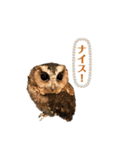 かわいいふくろう（個別スタンプ：10）