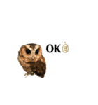 かわいいふくろう（個別スタンプ：12）