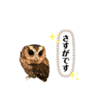 かわいいふくろう（個別スタンプ：13）