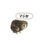 かわいいふくろう（個別スタンプ：18）