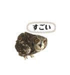 かわいいふくろう（個別スタンプ：20）