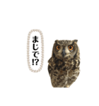 かわいいふくろう（個別スタンプ：21）
