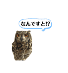 かわいいふくろう（個別スタンプ：23）