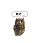 かわいいふくろう（個別スタンプ：24）