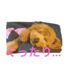 さくらのスタンプ♥（個別スタンプ：1）