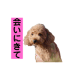 さくらのスタンプ♥（個別スタンプ：13）