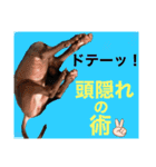 めいと、時々ももこ、少しはなちゃんw（個別スタンプ：1）