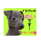 めいと、時々ももこ、少しはなちゃんw（個別スタンプ：4）