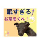 めいと、時々ももこ、少しはなちゃんw（個別スタンプ：7）