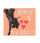 めいと、時々ももこ、少しはなちゃんw（個別スタンプ：8）