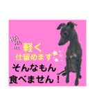 めいと、時々ももこ、少しはなちゃんw（個別スタンプ：13）