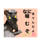 めいと、時々ももこ、少しはなちゃんw（個別スタンプ：22）
