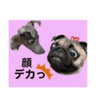 めいと、時々ももこ、少しはなちゃんw（個別スタンプ：24）