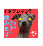 めいと、時々ももこ、少しはなちゃんw（個別スタンプ：27）