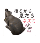 めいと、時々ももこ、少しはなちゃんw（個別スタンプ：28）