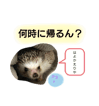 使える！瀧井家ハリタヌスタンプ（個別スタンプ：3）